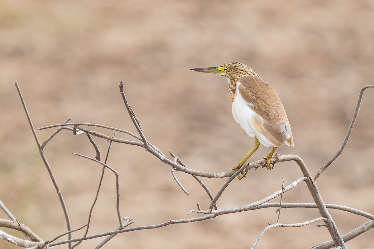 2024-12-18 045 Squacco Heron.jpg