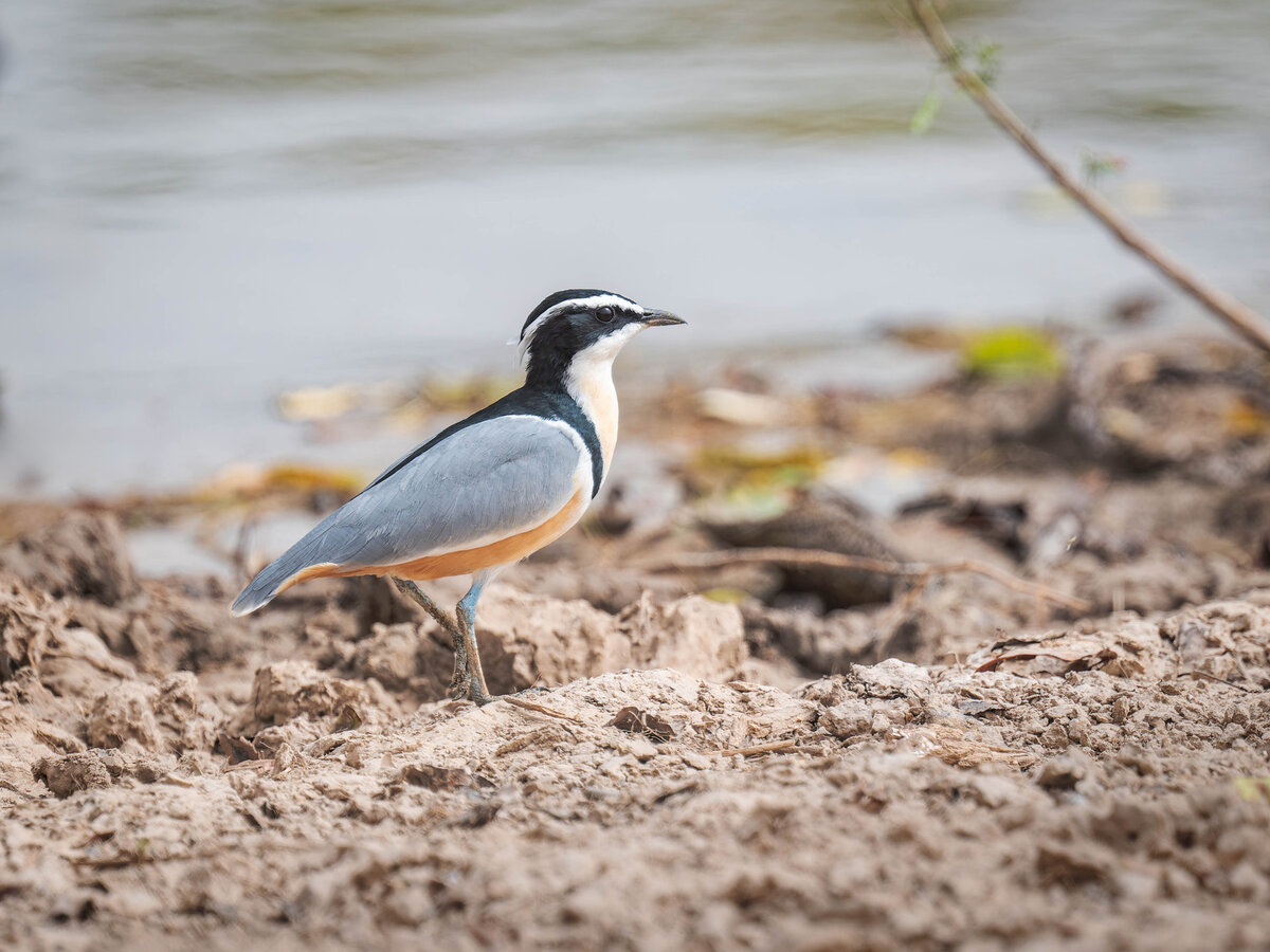 2024-12-18 056 Egyptian Plover.jpg