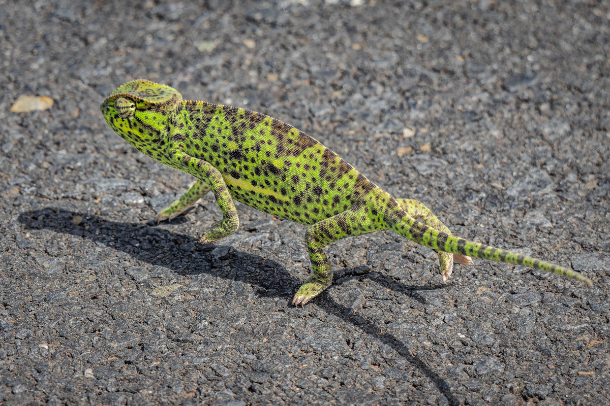 2024-12-19 004 Chameleon.jpg