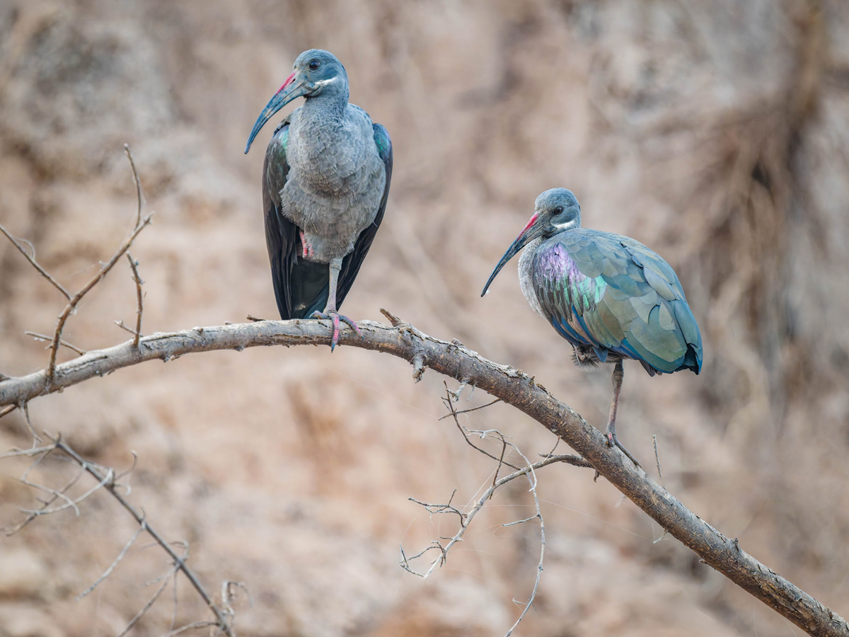 2024-12-19 046 Hadada Ibis.jpg