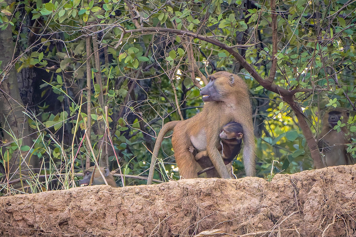 2024-12-19 085 Baboon with Baby.jpg