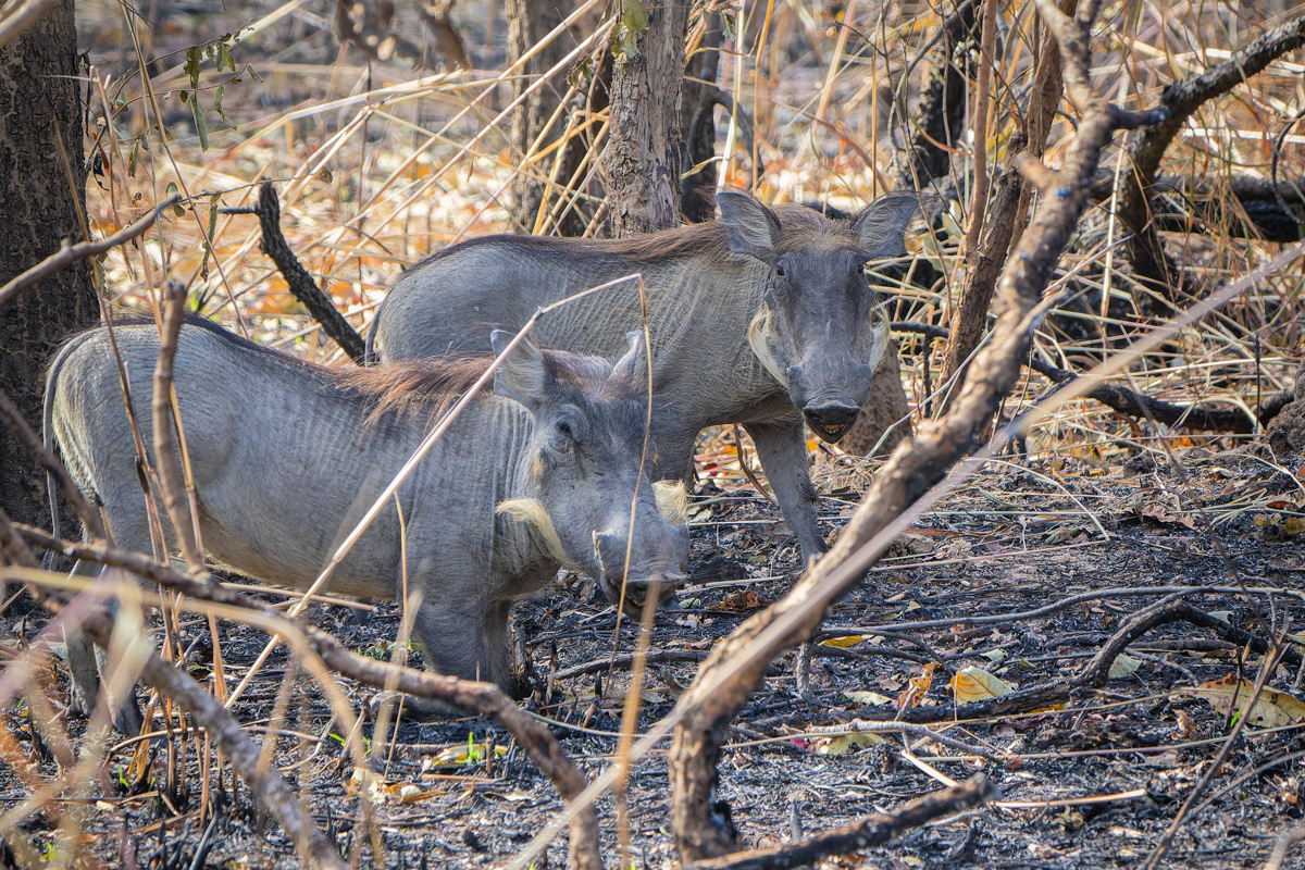 2024-12-20 008 Common Warthogs.jpg
