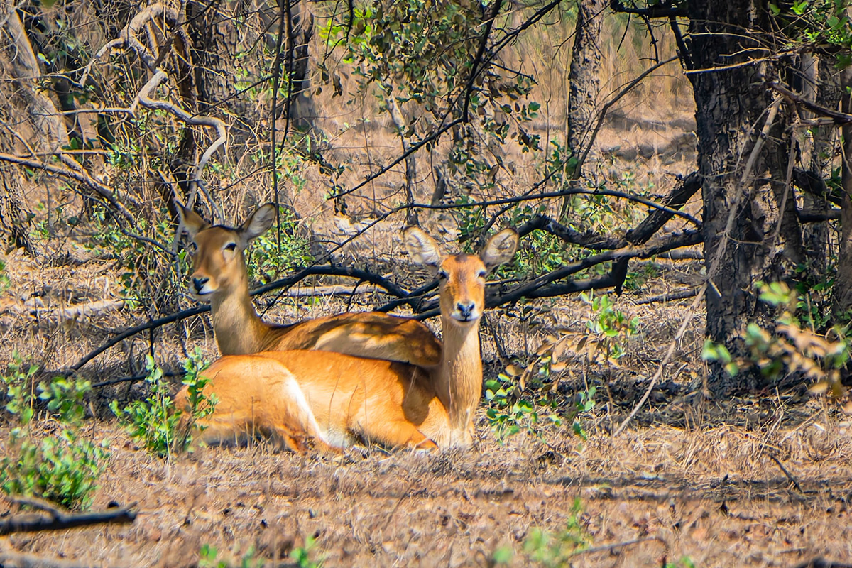 2024-12-20 023 Antilopes.jpg