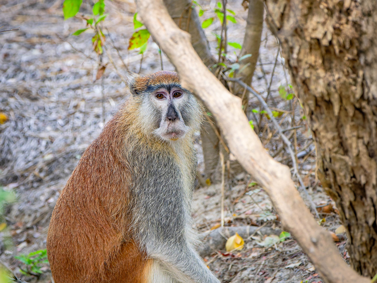 2024-12-20 048 Patas Monkey.jpg