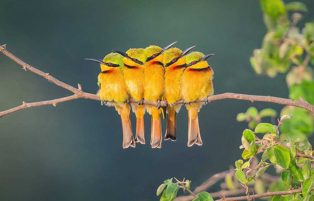 2024-12-21 031 Little Bee-eaters.jpg