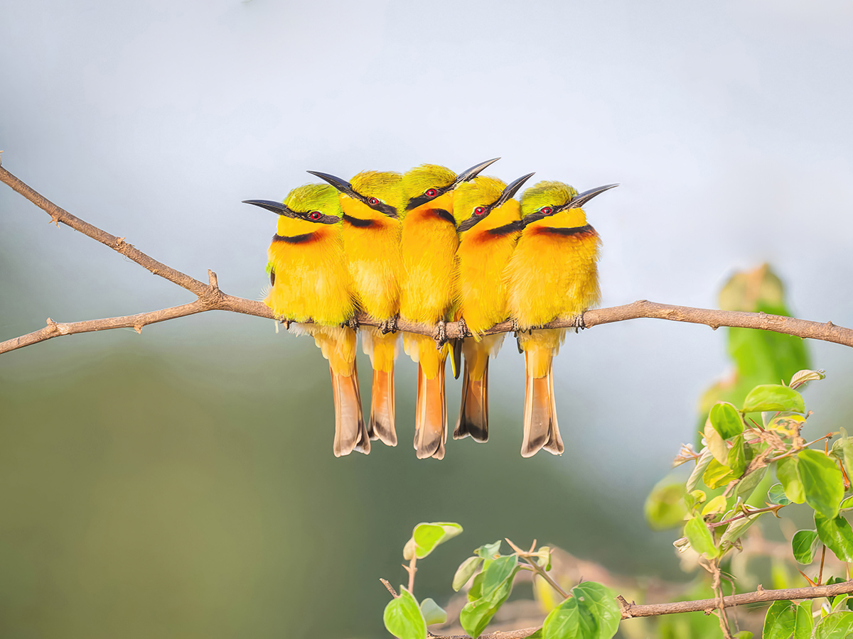 2024-12-21 034 Little Bee-eaters.jpg
