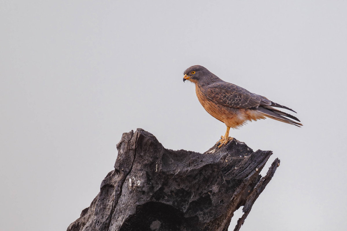 2024-12-21 067 Grasshopper Buzzard.jpg