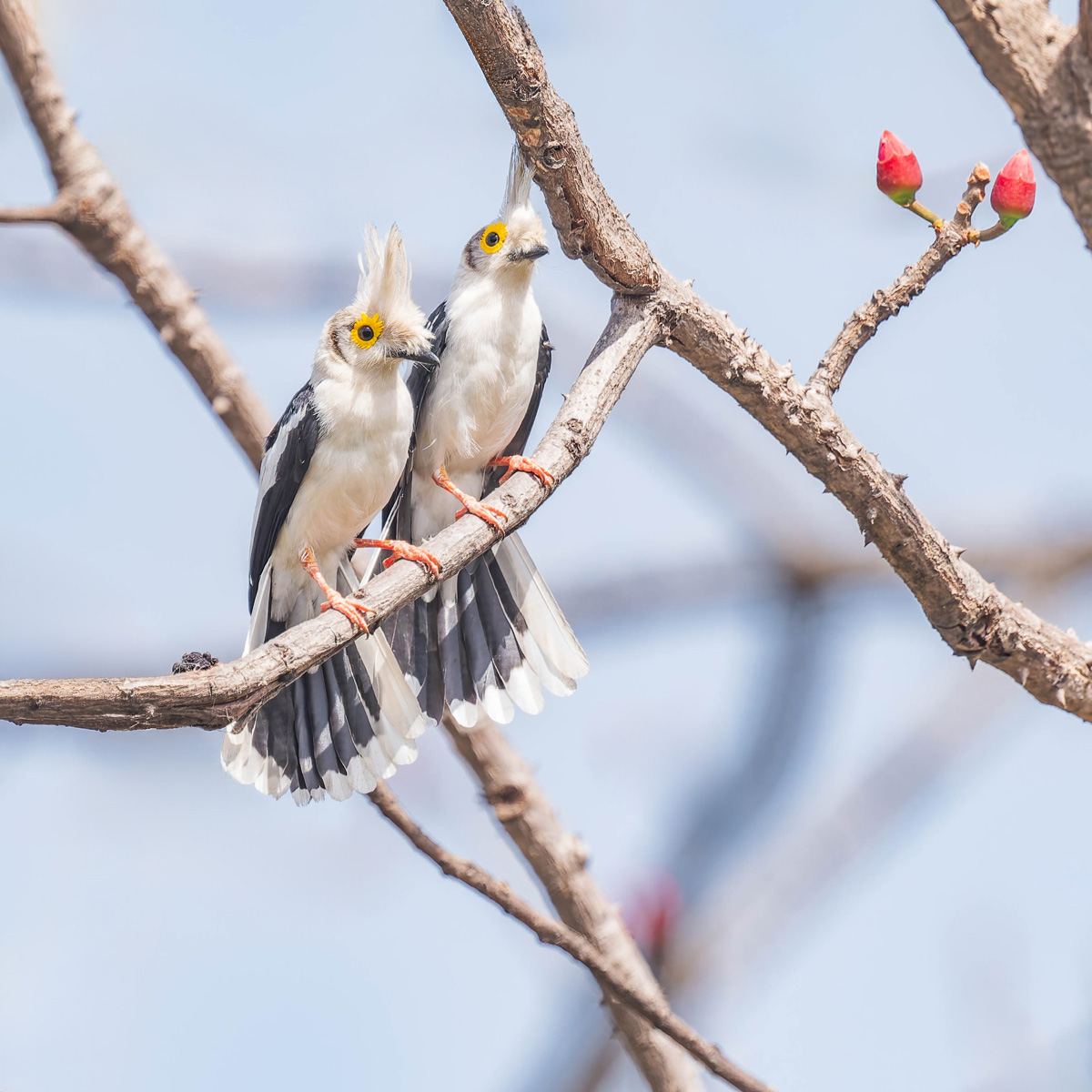 2024-12-21 072 White-crested Helmetshrikes.jpg