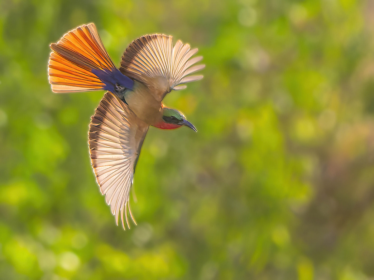 2024-12-21 093 Red-throated Bee-eater in Flight.jpg