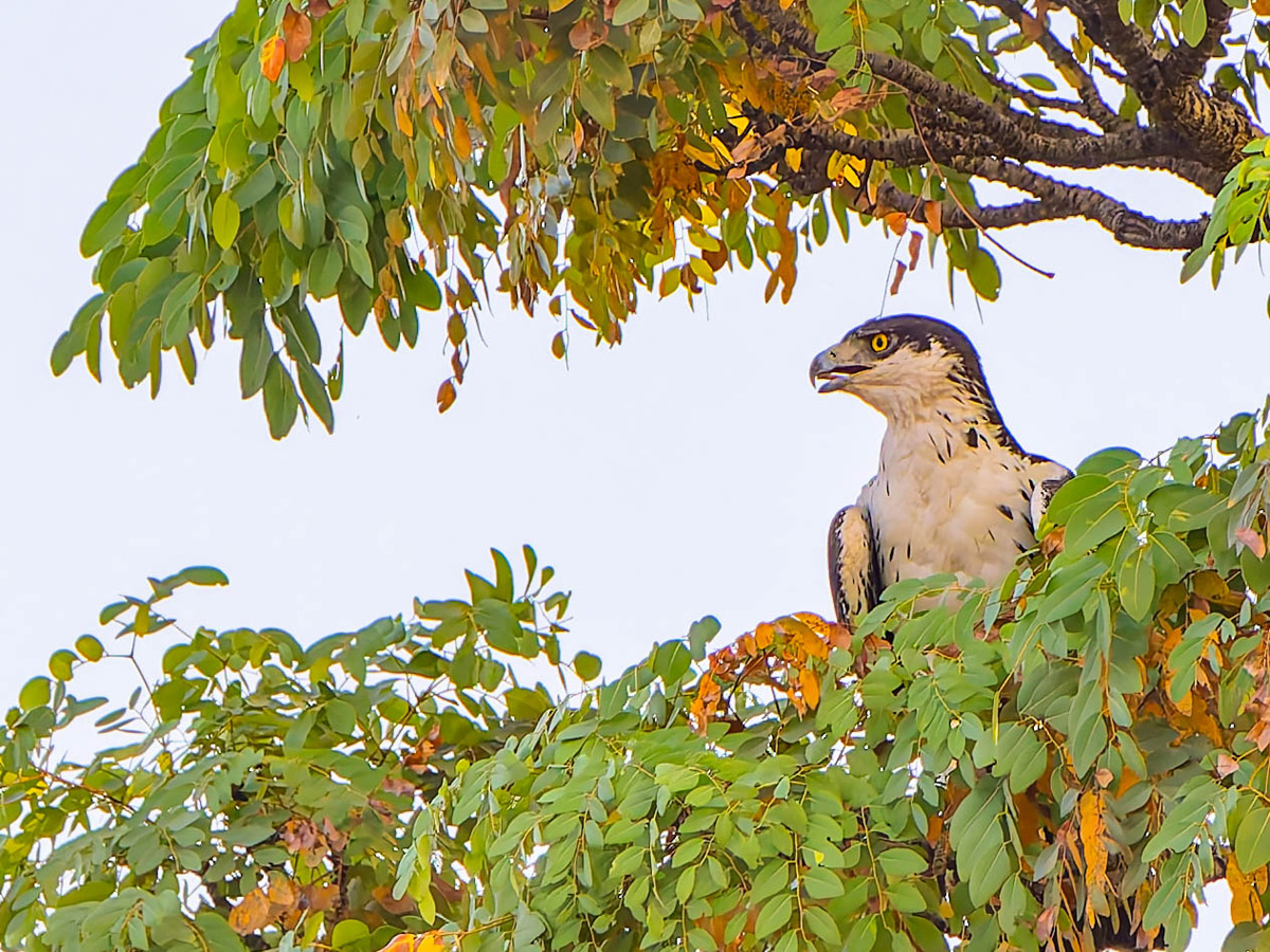 2024-12-21 112 African Hawk-eagle.jpg