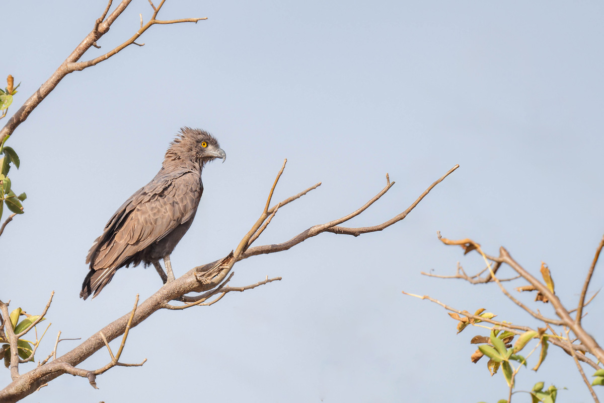 2024-12-22 011 Brown Snake Eagle.jpg