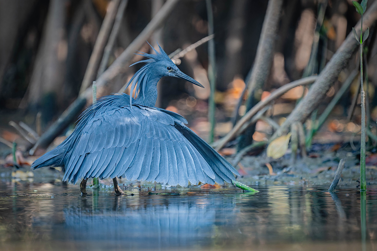 2024-12 Gambia - Black Heron.jpg
