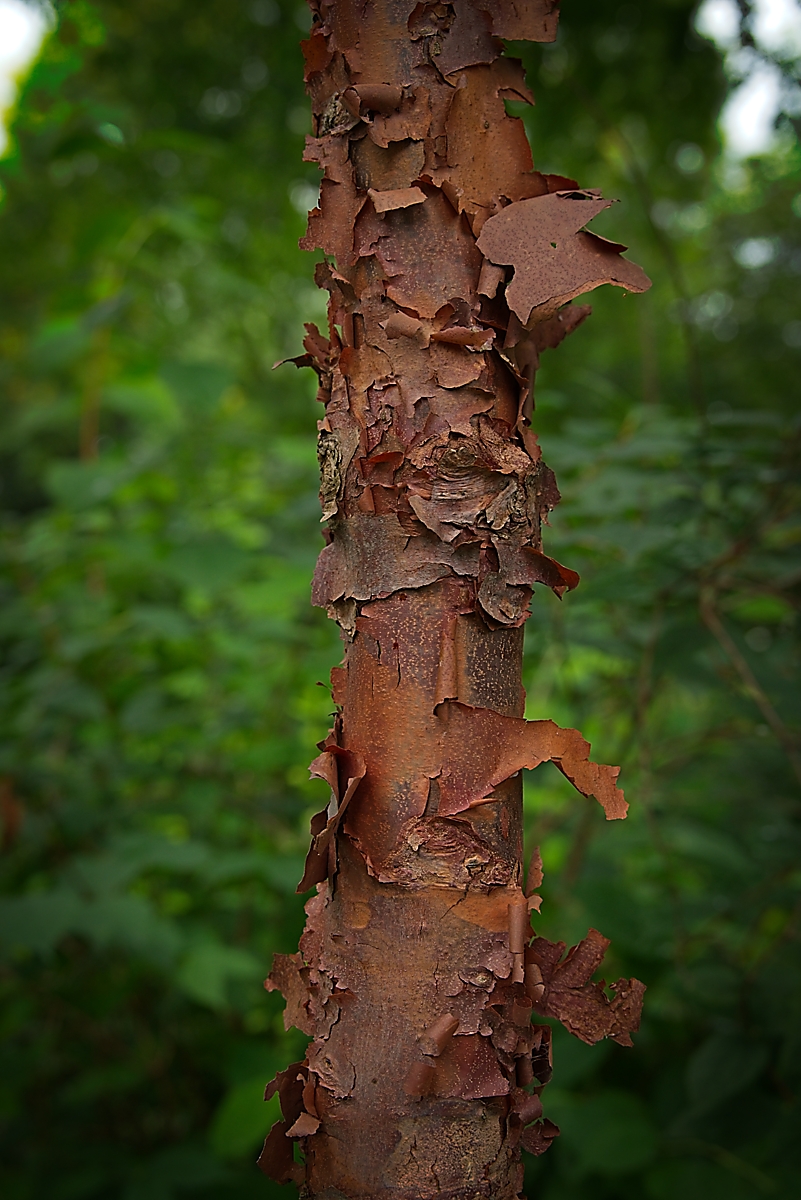 20240702_190402_Z5_bw_1200.jpg