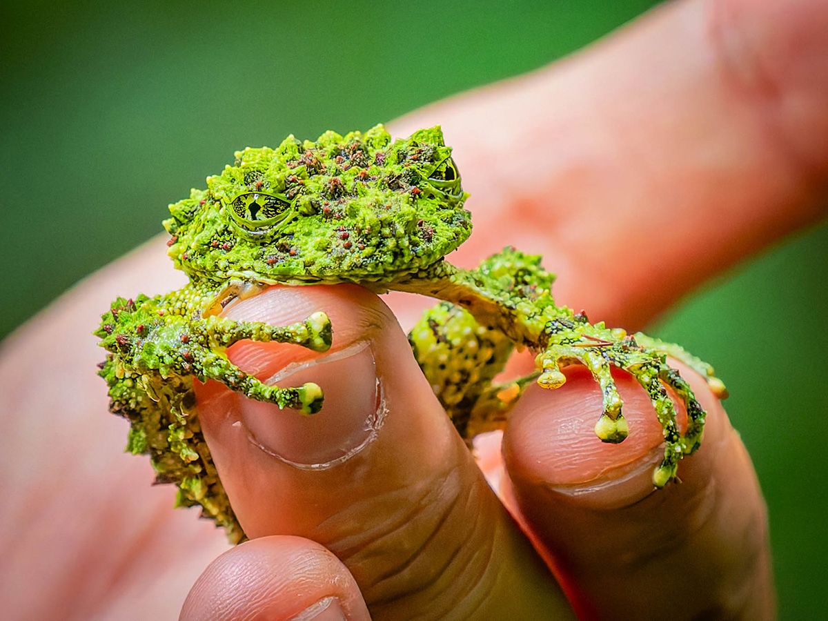 2025-01-25 38 Vietnamese Mossy Frog.jpg