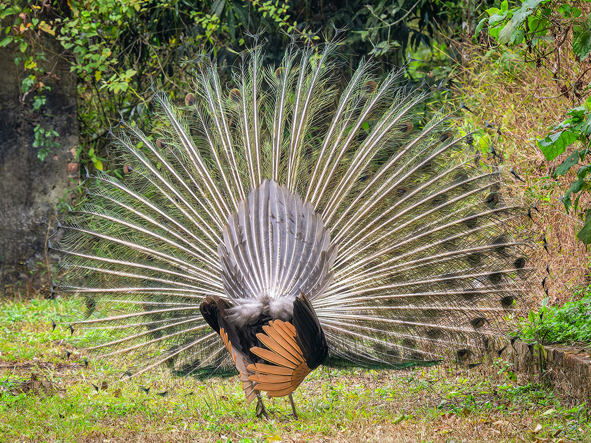 2025-01-25 40 Green Peafowl sm.jpg