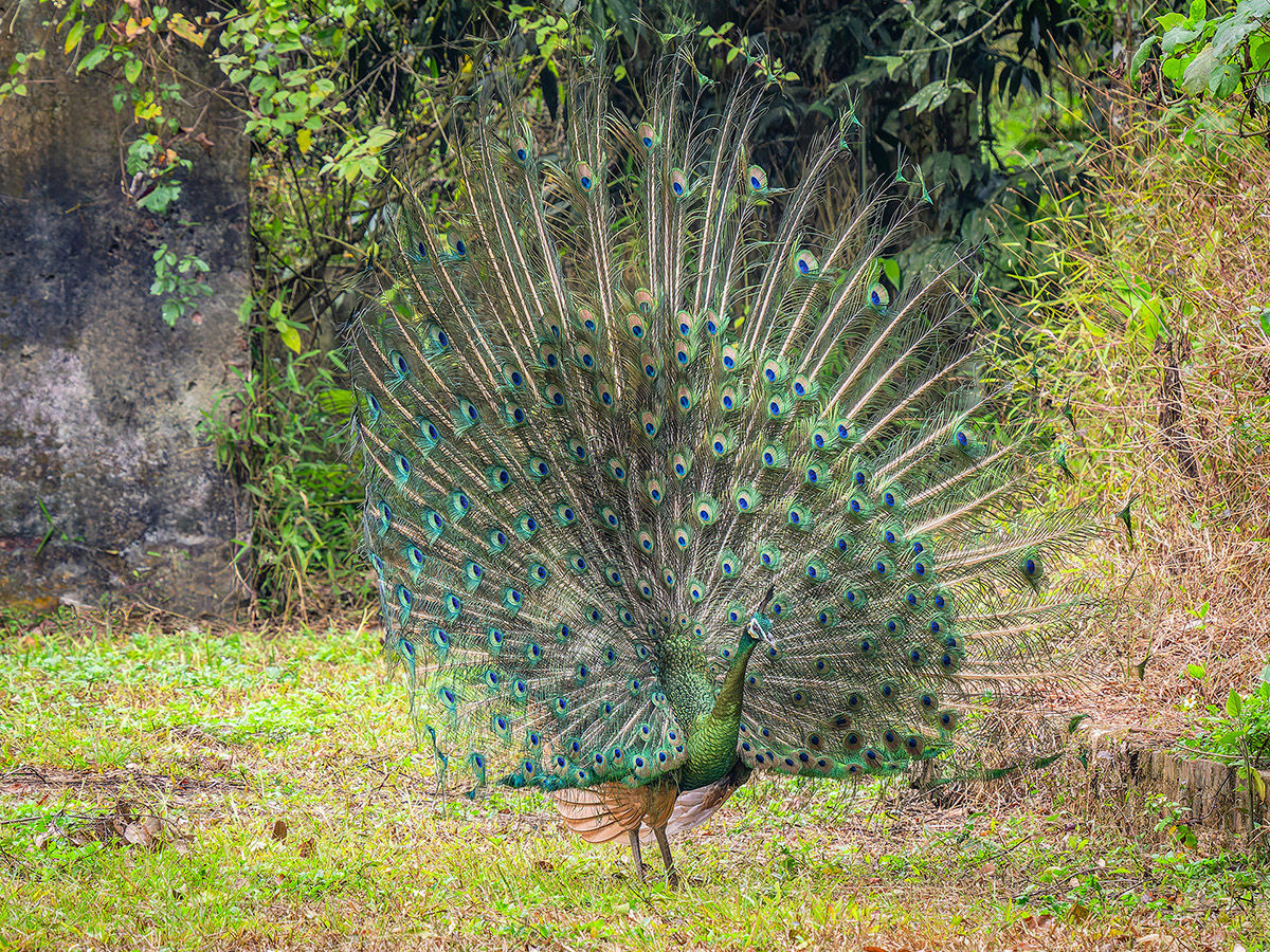 2025-01-25 41 Green Peafowl sm.jpg