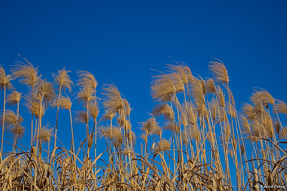 2025-01-30_13-41-15_DSC-RX100M5A_002_1000.jpg