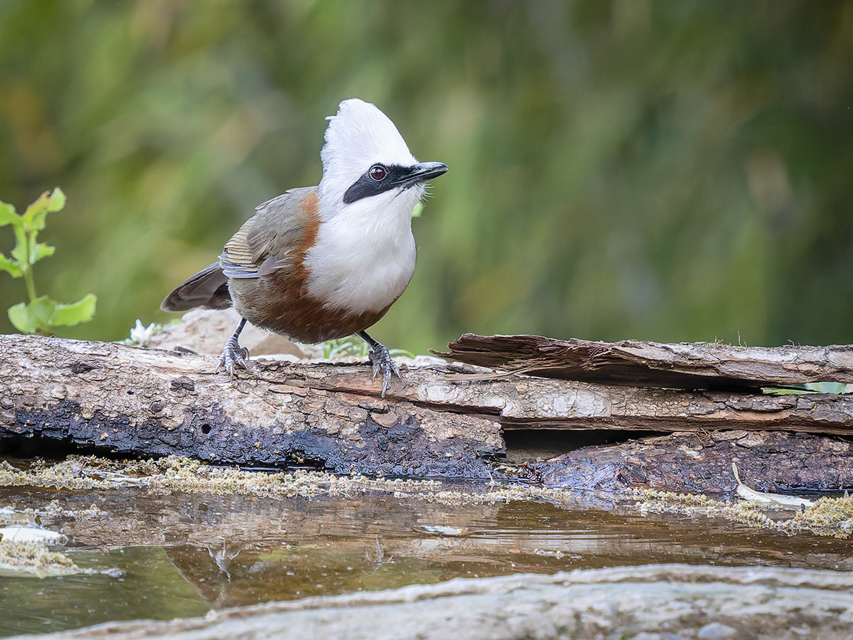 2025-04-03 04 White-crested Laughingthrush.jpg