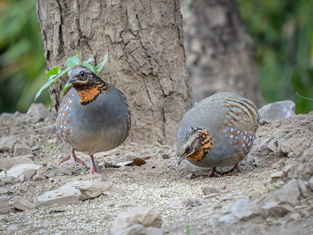 2025-04-03 07 Rufous-throated Partridges.jpg