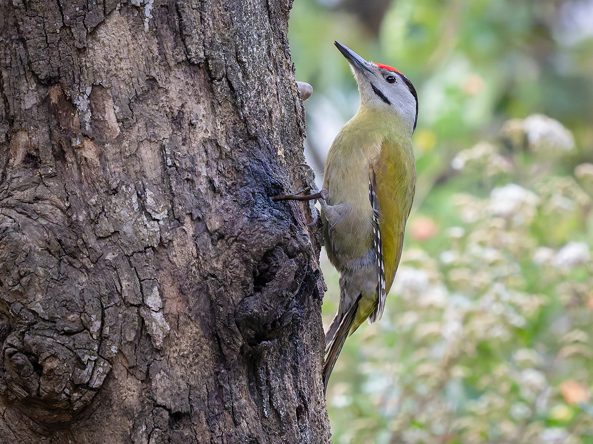 2025-04-03 14 Grey-headed Woodpecker.jpg