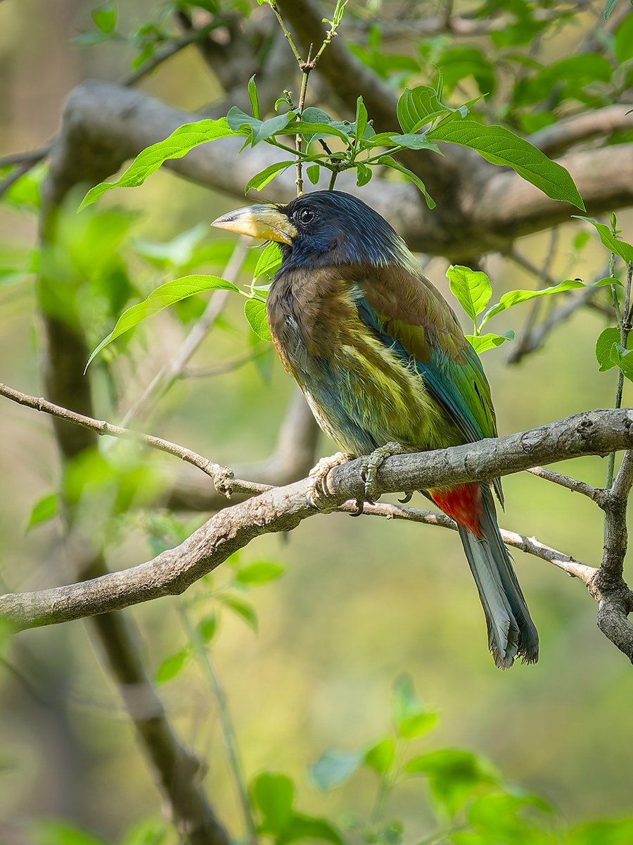 2025-04-03 179 Great Barbet.jpg