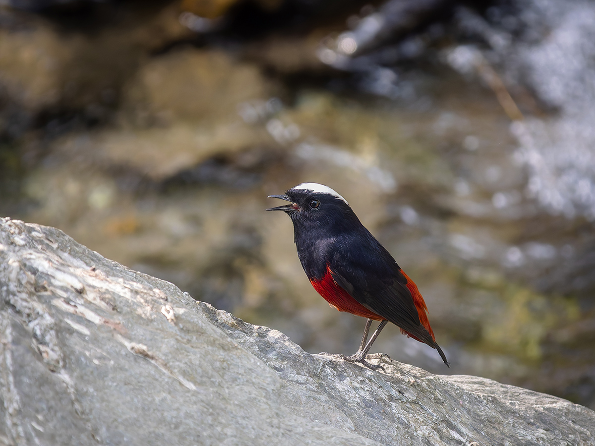 2025-04-03 182 White-capped Redstart.jpg