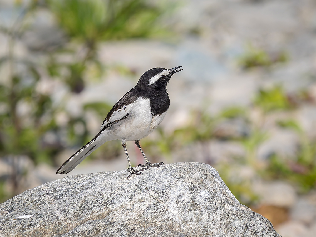 2025-04-03 198 White-browed Wagtail.jpg