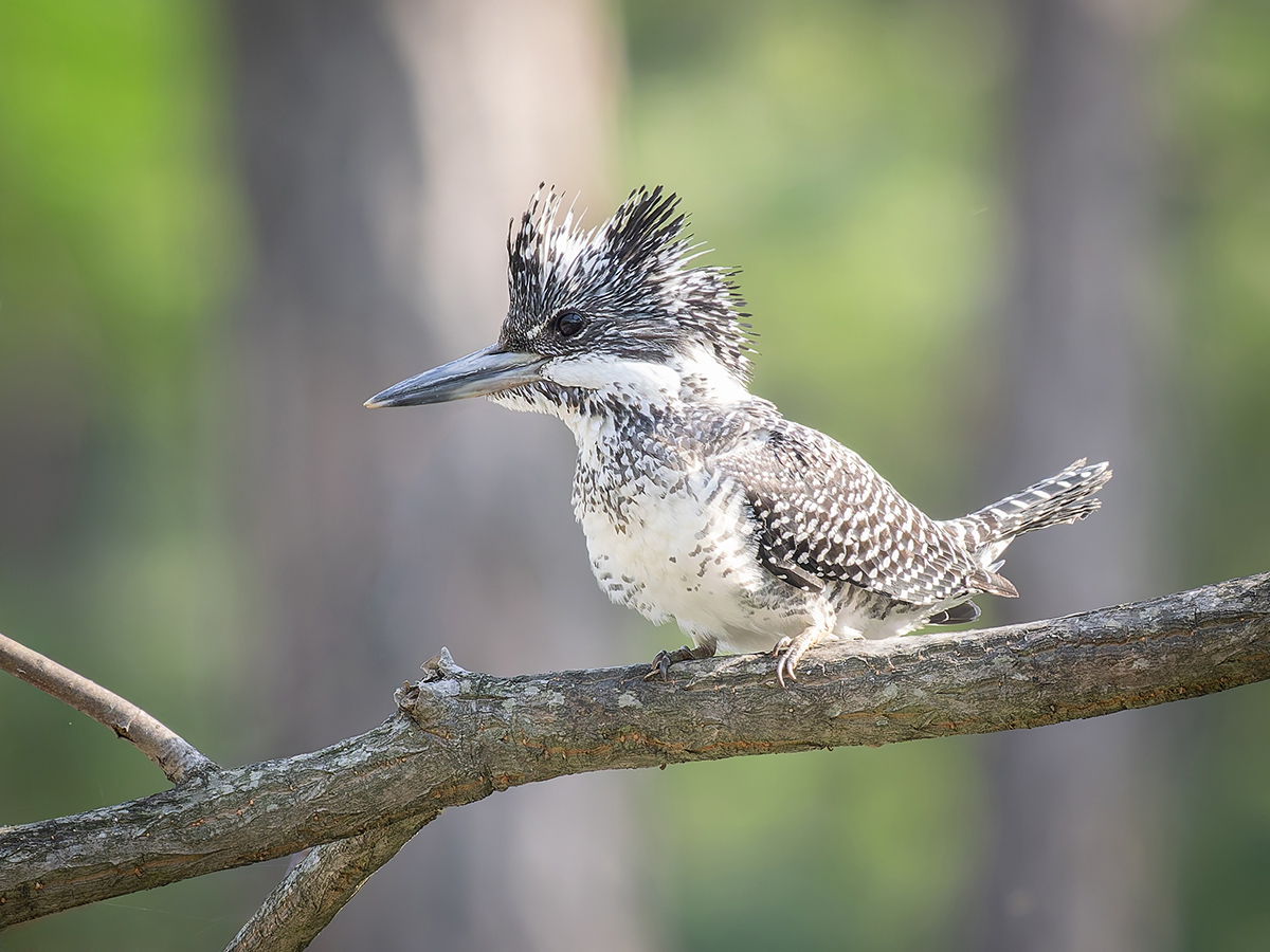 2025-04-03 203 Crested Kingfisher.jpg