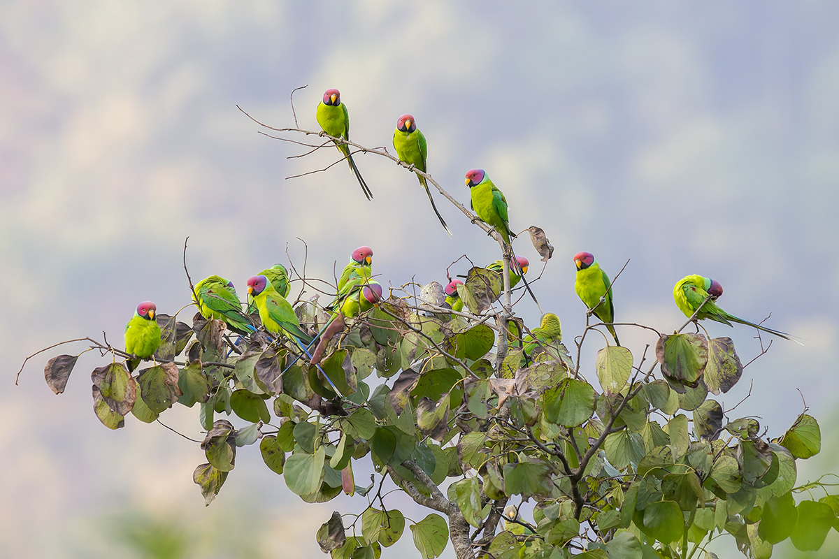 2025-04-03 23 Plum-headed Parakeets.jpg