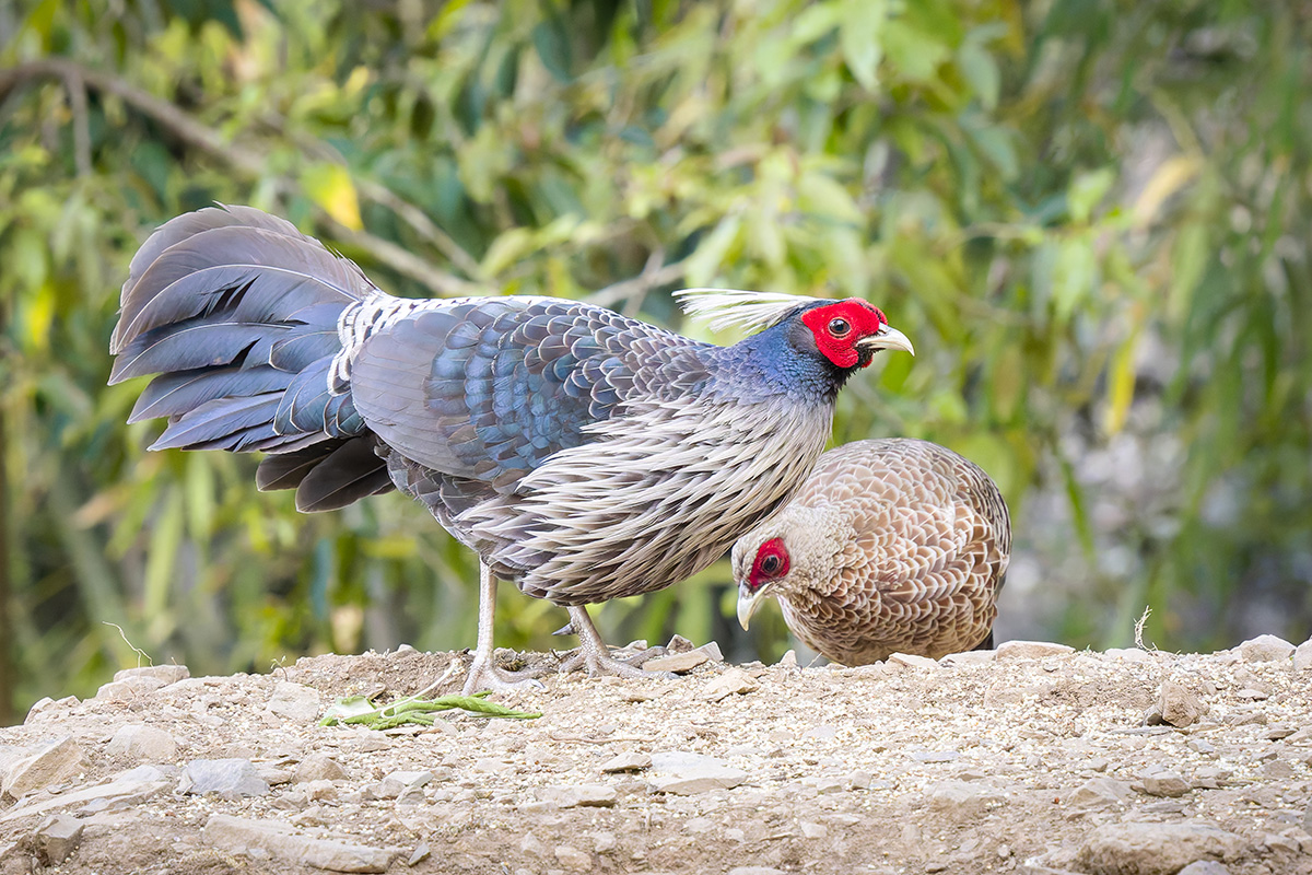 2025-04-03 30 Kalij Pheasants.jpg