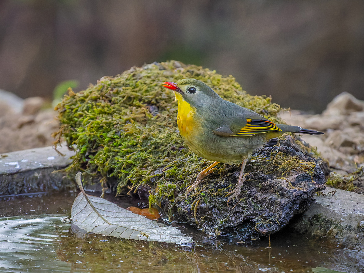 2025-04-03 41 Red-billed Leiothrix.jpg