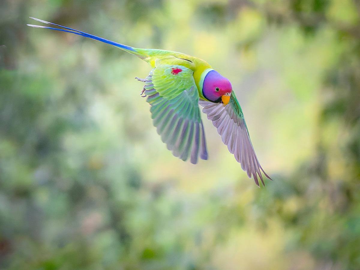2025-04-03 50 Plum-headed Parakeet in Flight.jpg
