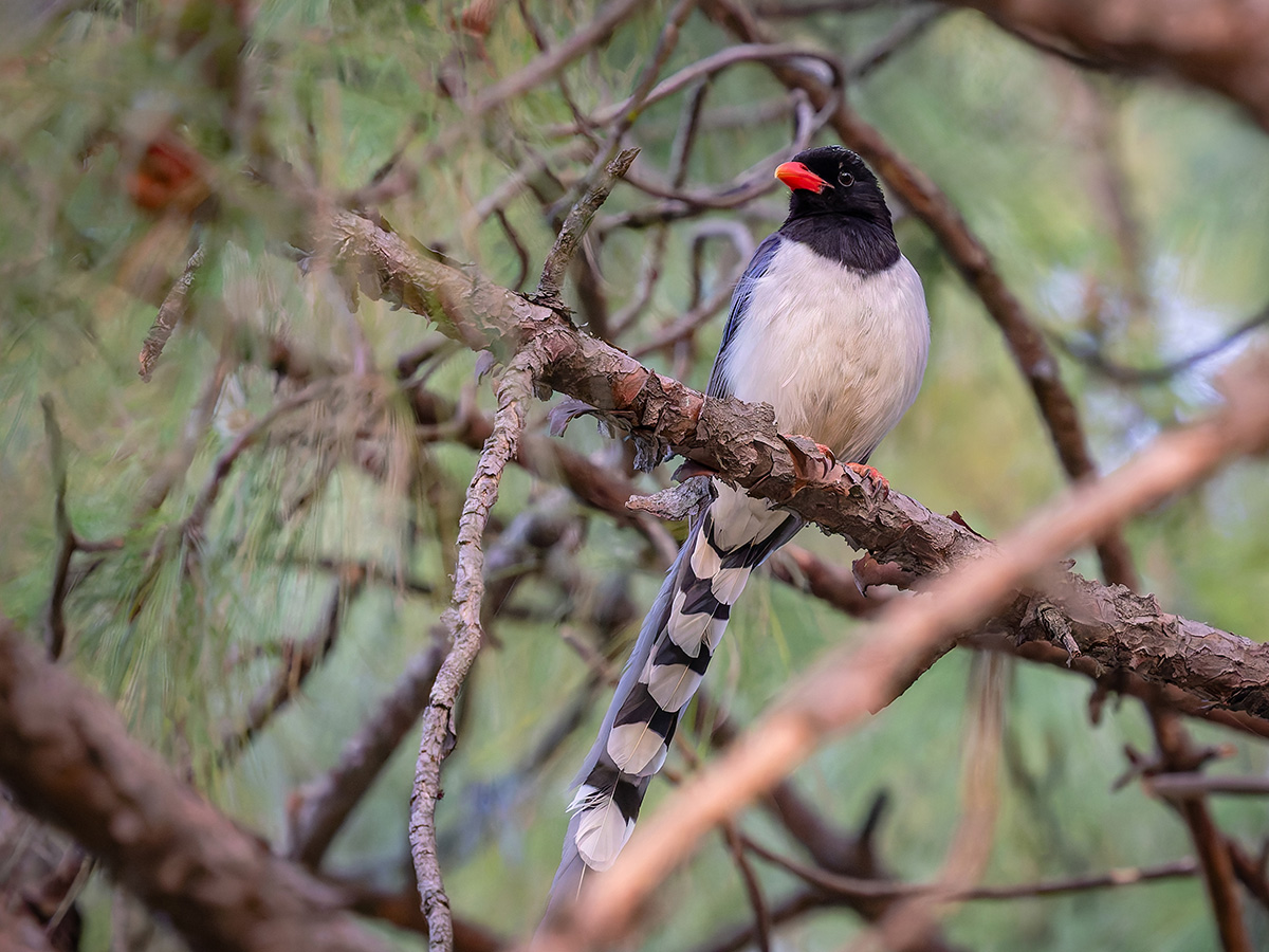 2025-04-04 010 Red-billed Blue Magpie.jpg
