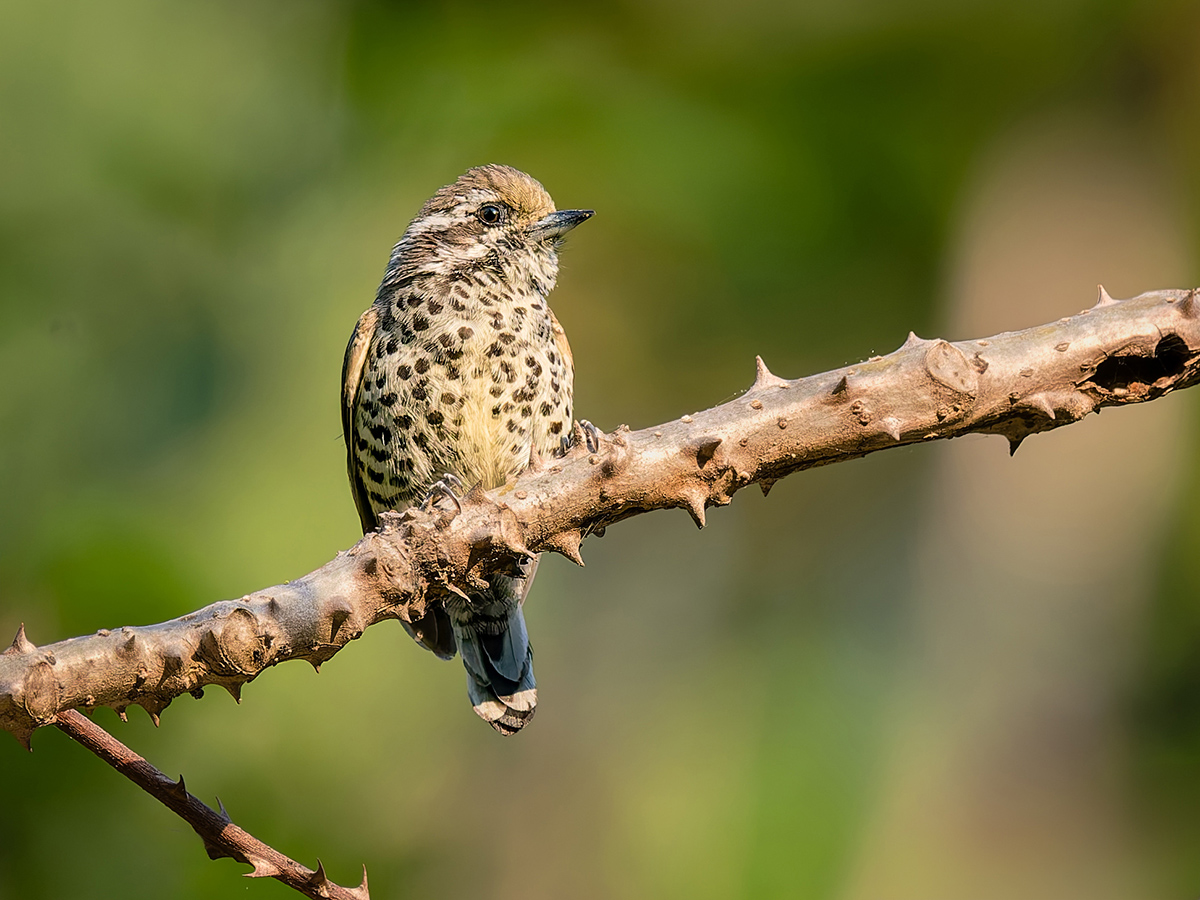 2025-04-04 024 Speckled Piculet.jpg