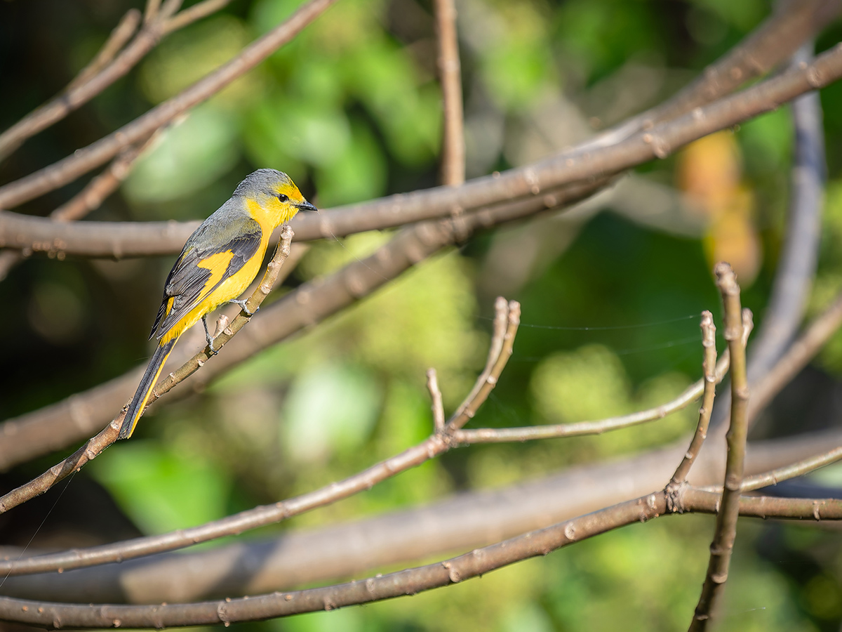 2025-04-04 038 Female Scarlet Minivet.jpg