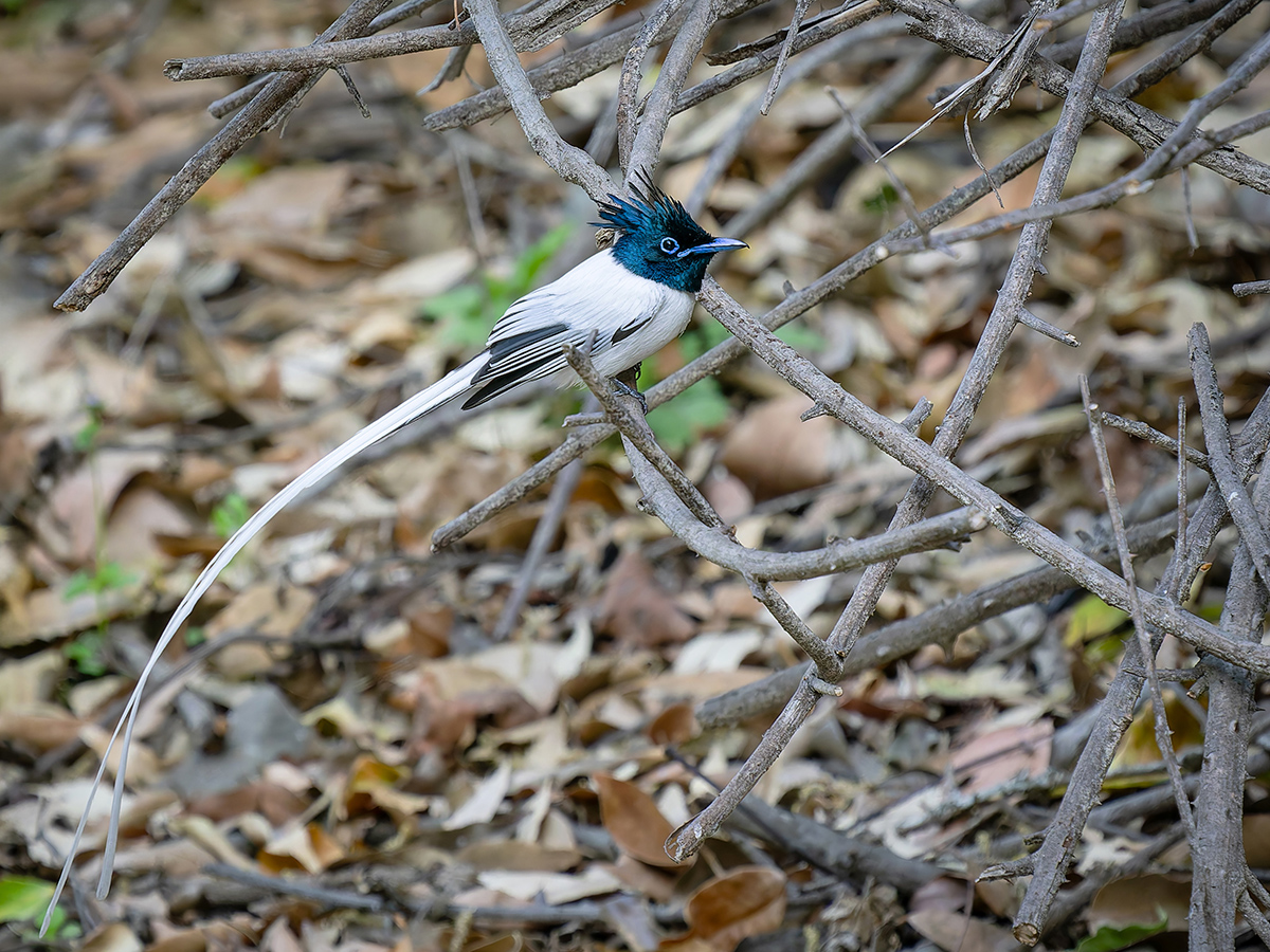2025-04-04 046 Indian Paradise Flycatcher.jpg