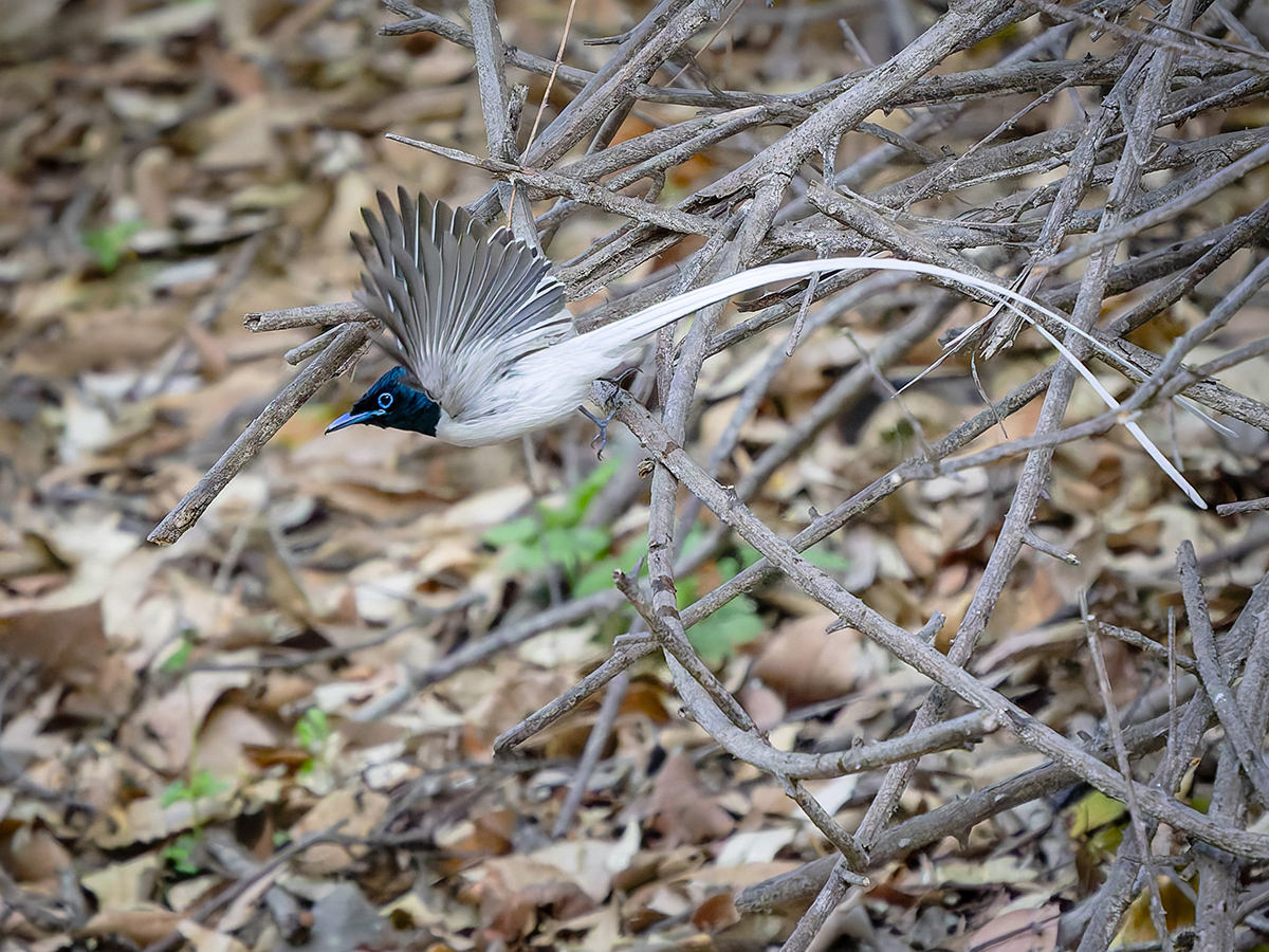 2025-04-04 053 Indian Paradise Flycatcher in Flight.jpg