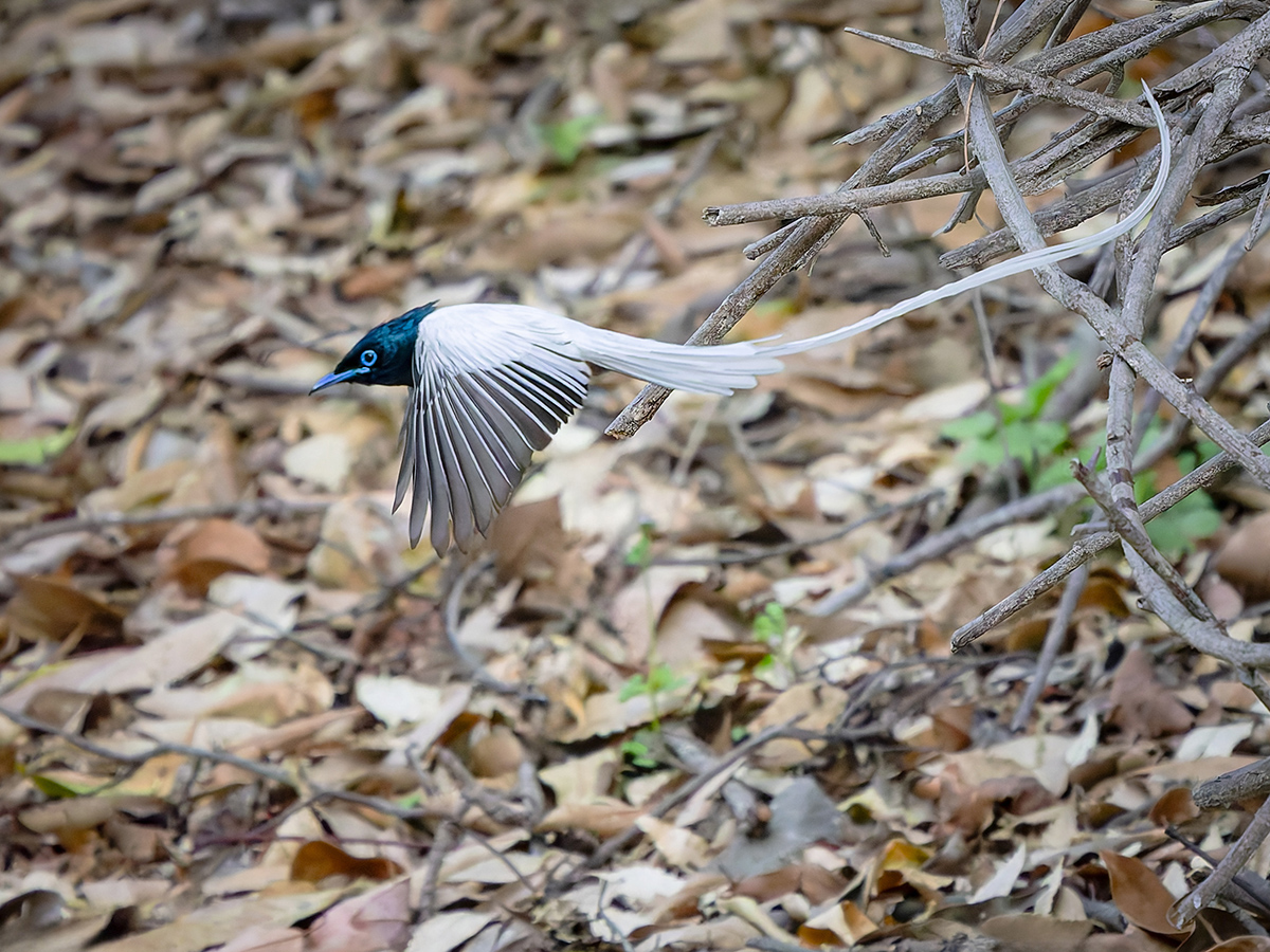 2025-04-04 055 Indian Paradise Flycatcher in Flight.jpg