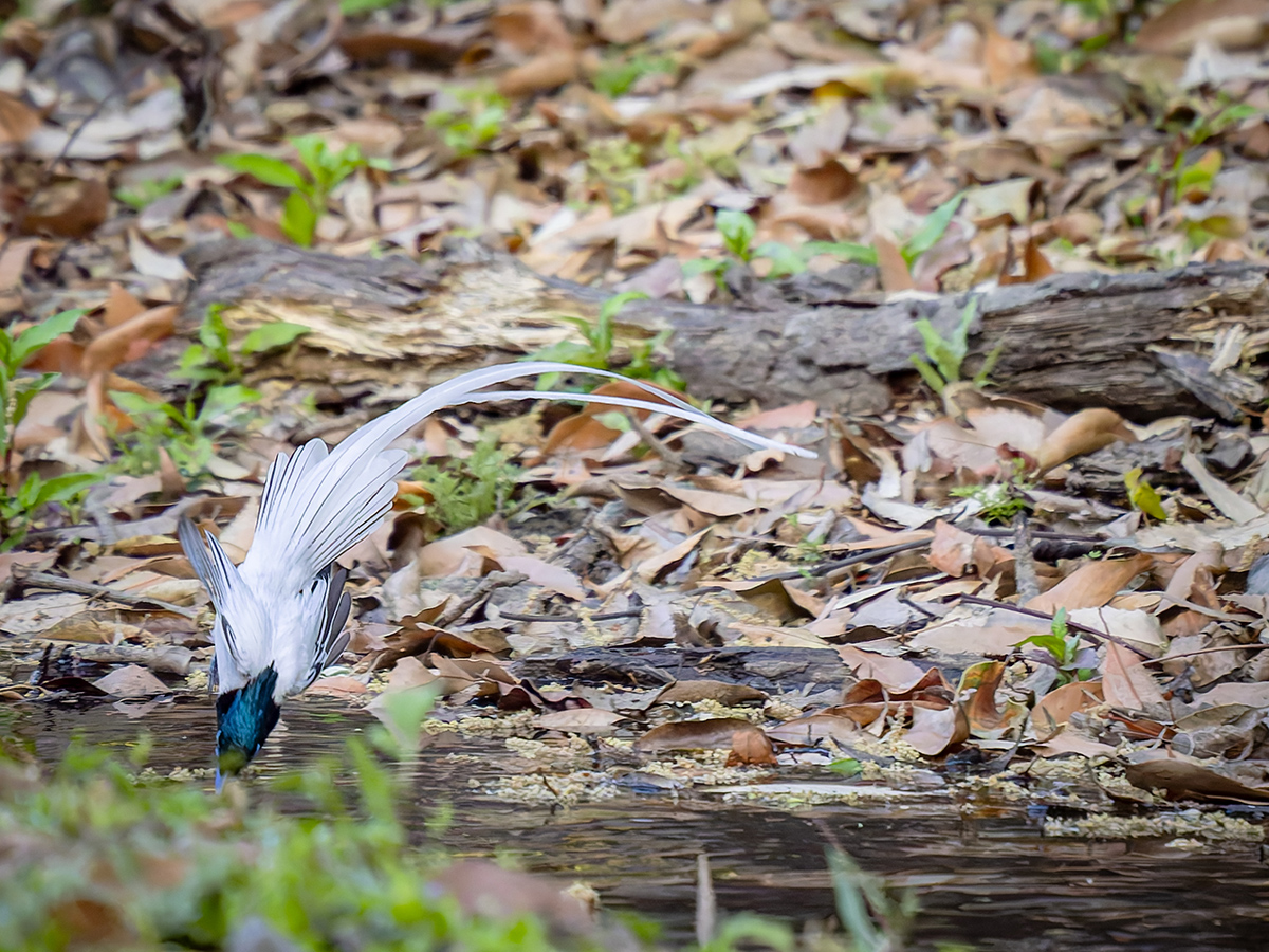 2025-04-04 060 Indian Paradise Flycatcher Drinking.jpg