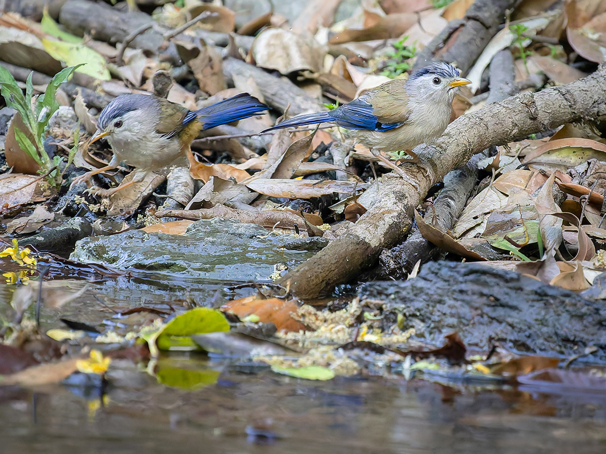 2025-04-04 096 Blue-winged Minlas.jpg