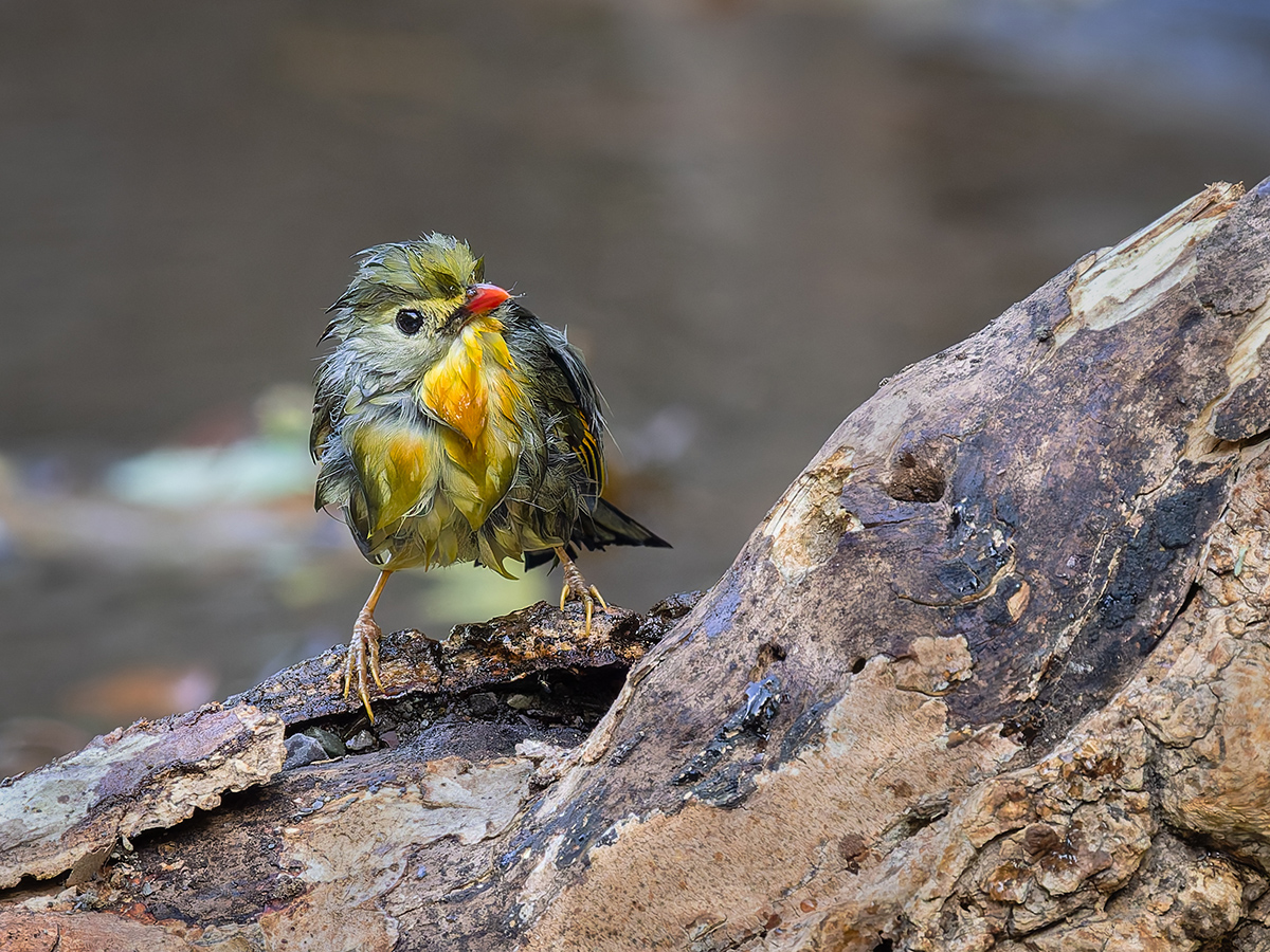 2025-04-04 100 Red-billed Leiothrix Bathing.jpg
