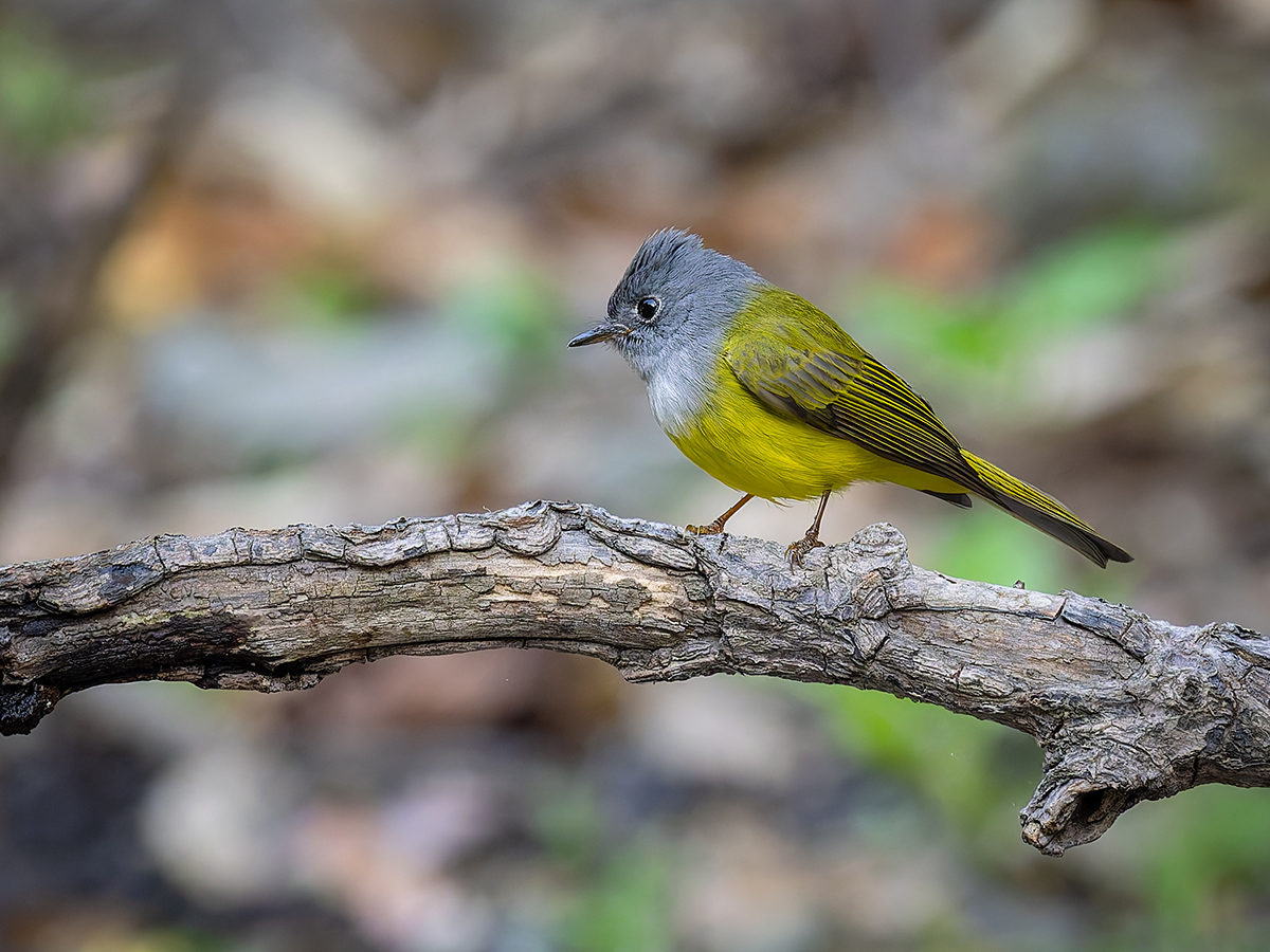 2025-04-04 104 Grey-headed Canary Flycatcher.jpg