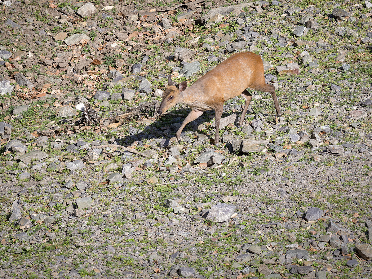 2025-04-04 138 Muntjac Deer.jpg