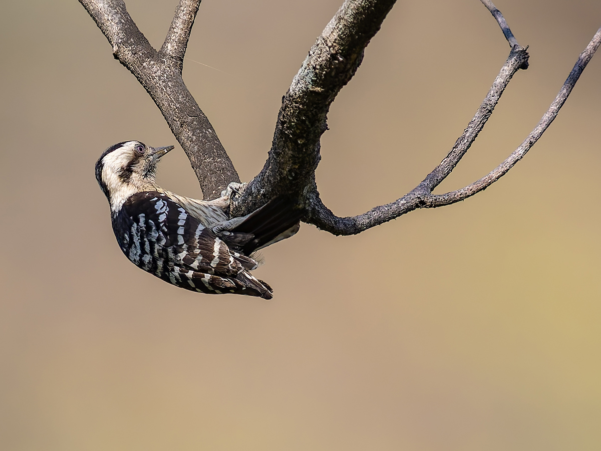2025-04-04 156 Brown-capped Pygmy Woodpecker.jpg