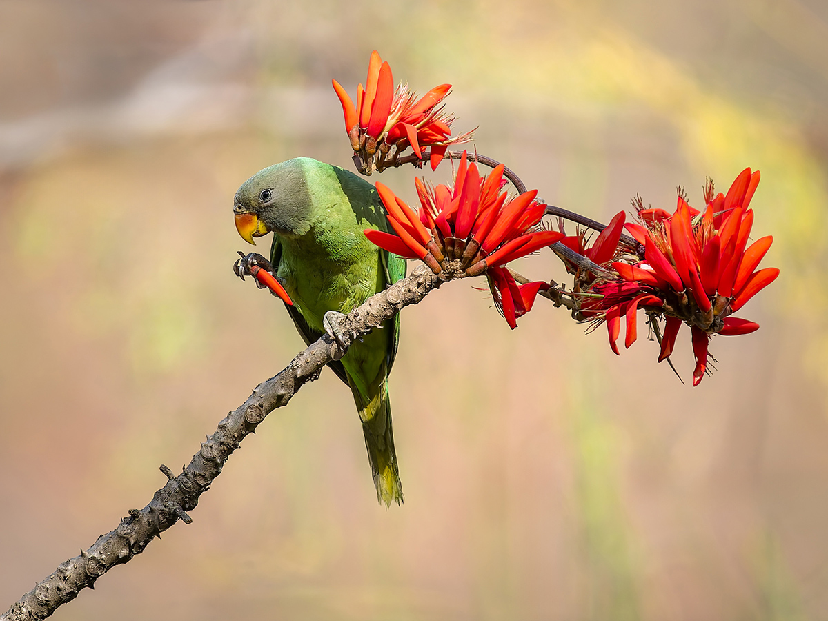2025-04-04 166 Female Plum-headed Parakeet.jpg