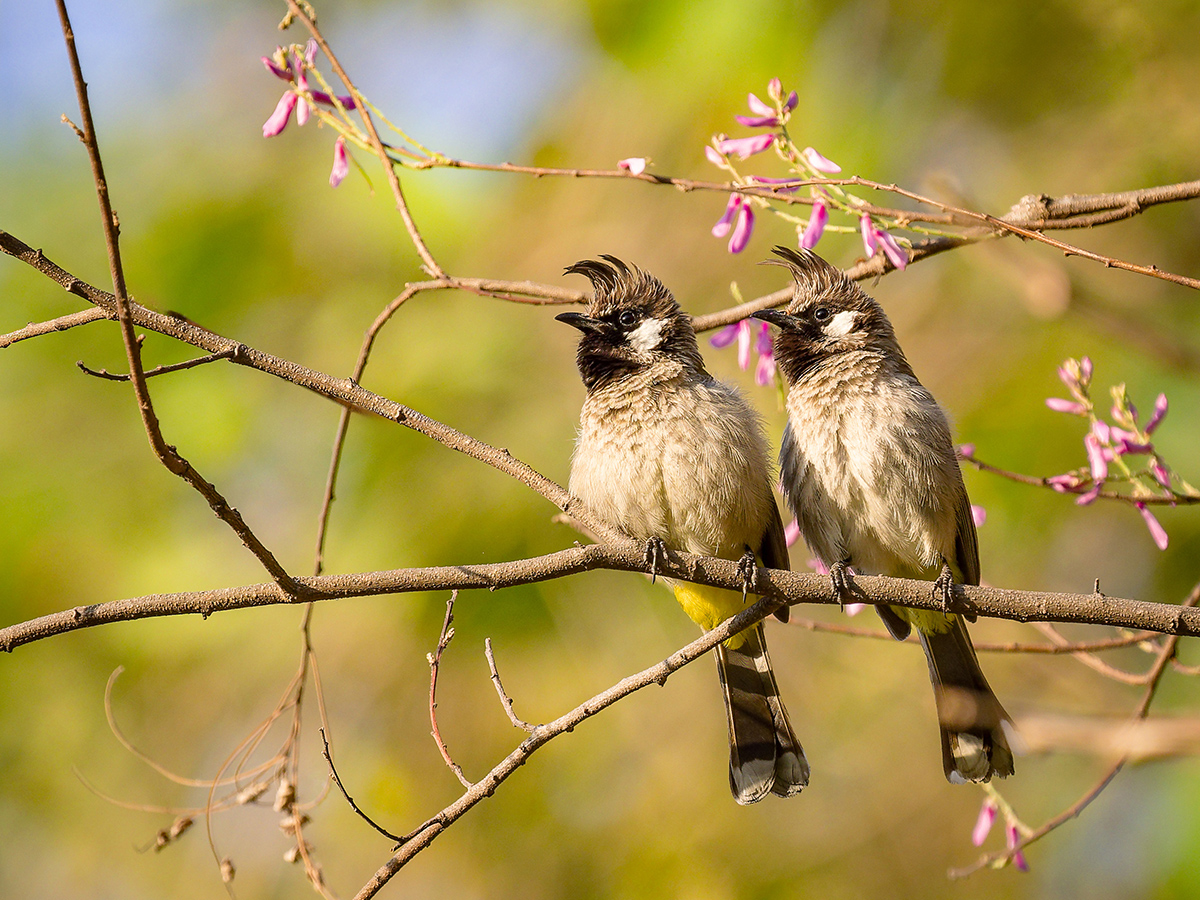 2025-04-05 04 Himalayan Bulbuls.jpg