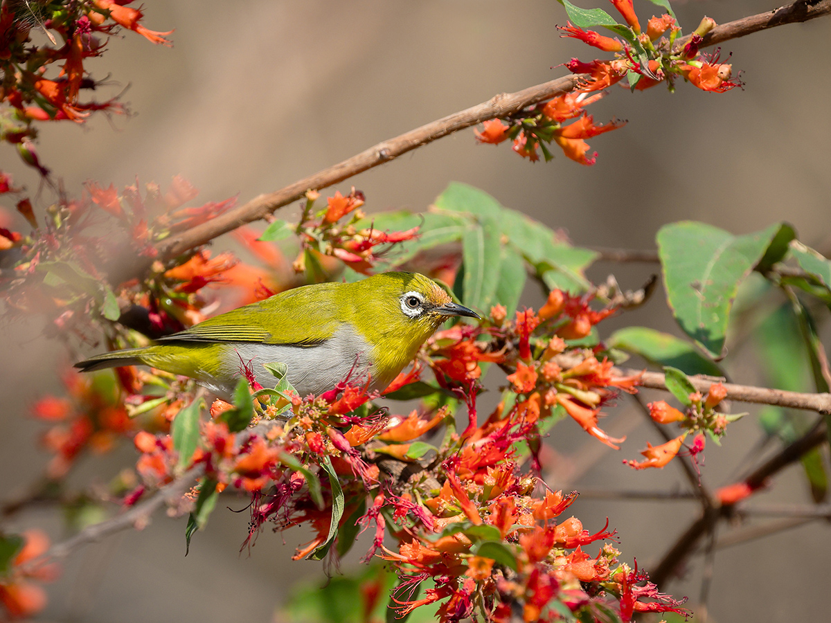 2025-04-05 05 Indian White-eye.jpg