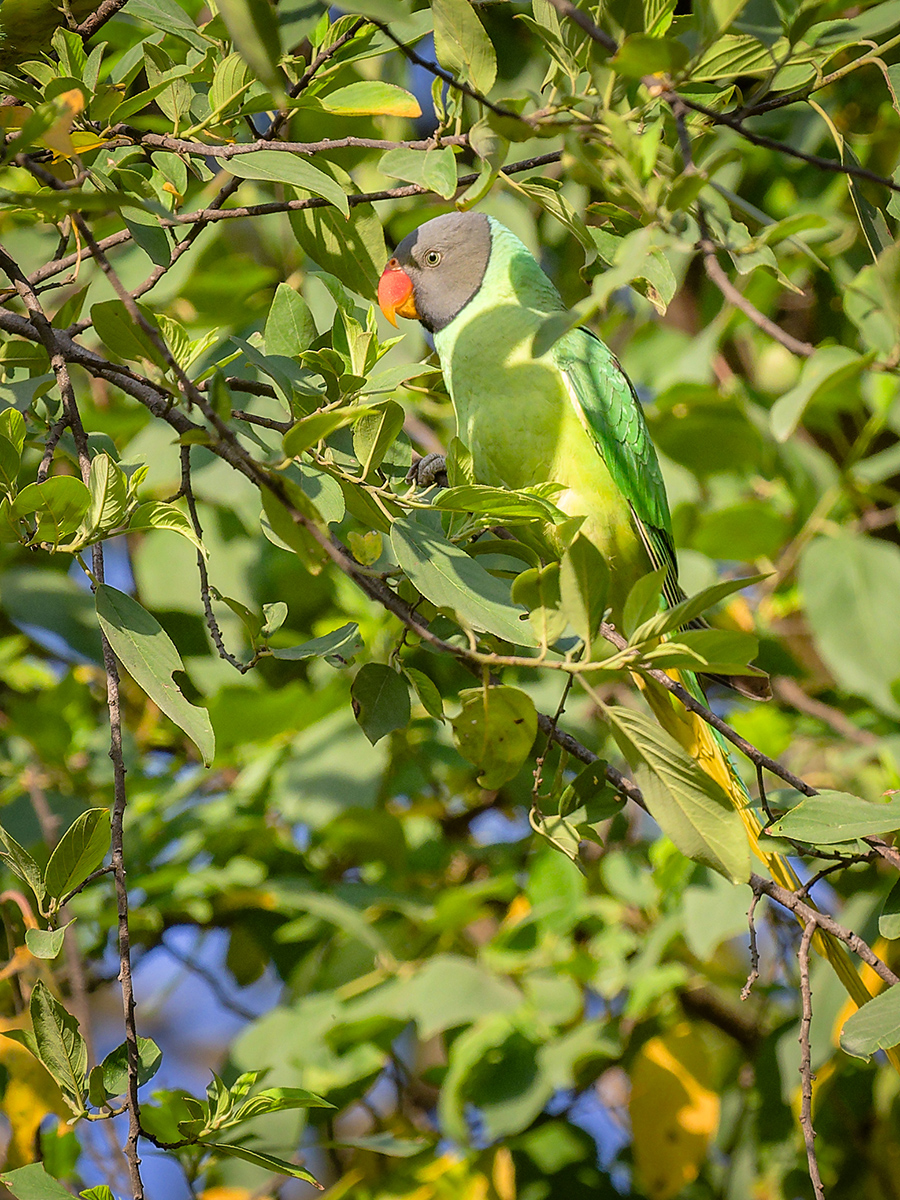 2025-04-05 08 Slaty-headed Parakeet.jpg