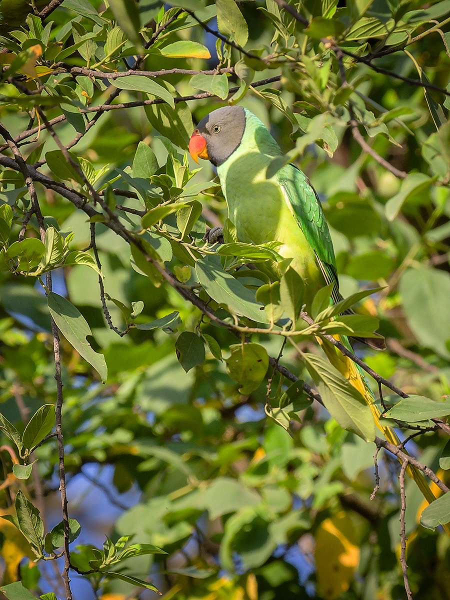 2025-04-05 08 Slaty-headed Parakeet.jpg