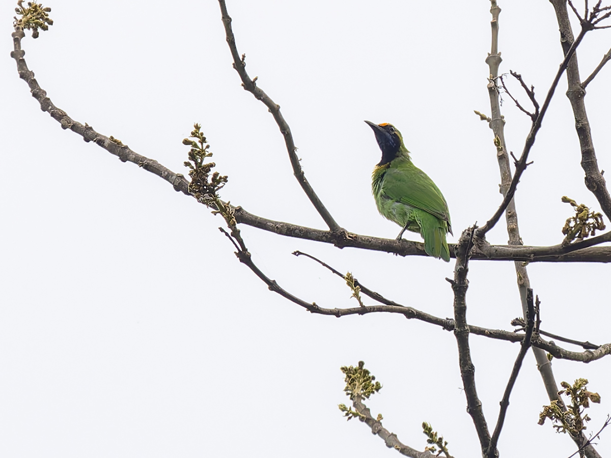 2025-04-07 005 Golden-fronted Leafbird.jpg